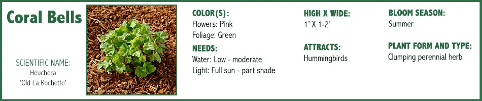 Coral Bells