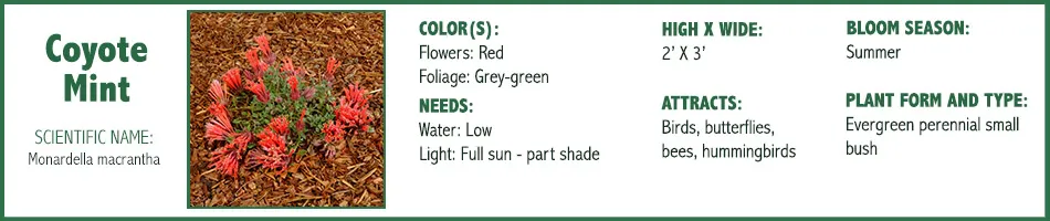 Coyote Mint