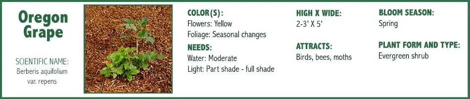 Oregon Grape