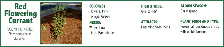 Red Flowering Current