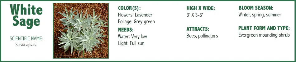 White Sage