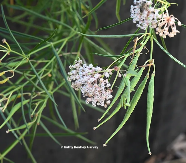 A praying mantis is camouflaged amid the green stems, seed pods and leaves of a native milkweed as she awaits prey. (Photo by Kathy Keatley Garvey)