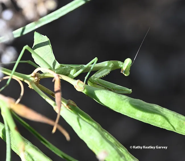 Well, no prey in sight, so I guess I'll just wait. (Photo by Kathy Keatley Garvey)
