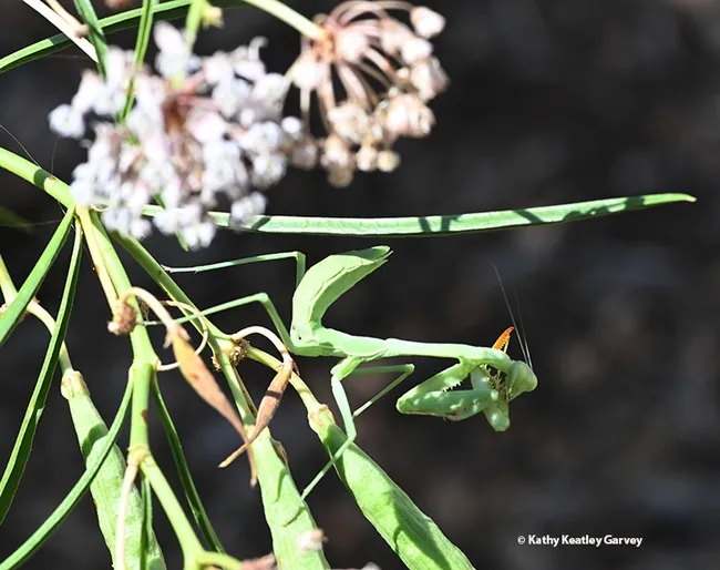 While I wait, I may as well groom myself. (Photo by Kathy Keatley Garvey)
