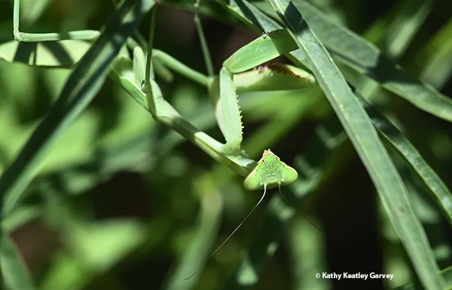 I see you! You don't look like prey. (Photo by Kathy Keatley Garvey)