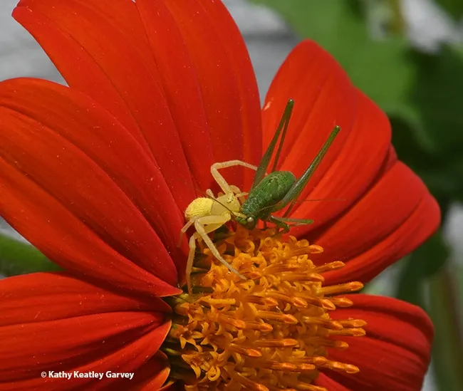 A crab spider administers a fatal bite on a katydid. (Photo by Kathy Keatley Garvey)
