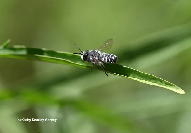 The leaf is long and the leafcutter bee is short. Leafcutter bees are smaller than honey bees. (Photo by Kathy Keatley Garvey)