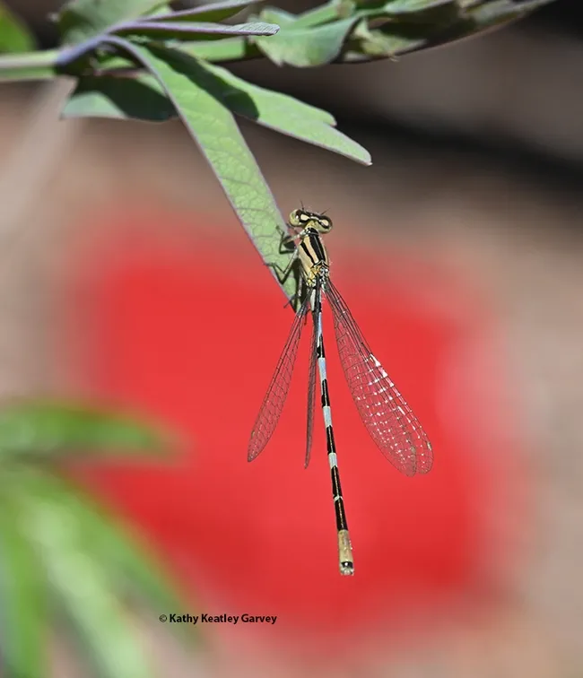 This damselfly appears framed "in the red" (a red vehicle light). (Photo by Kathy Keatley Garvey)