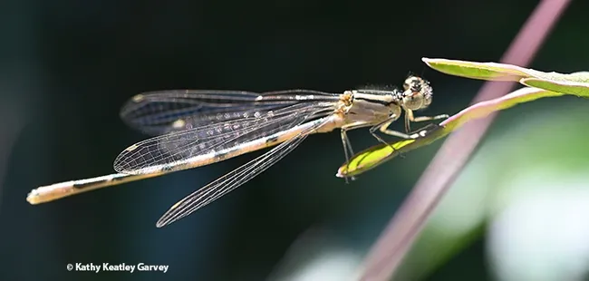 The damselfly is long and slender and is sometimes called "the devil's darning needle." (Photo by Kathy Keatley Garvey)