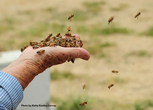"Bee mine!" Beekeeper Ettamarie Peterson holds nurse bees at the Harry H. Laidlaw Jr. Honey Bee Research Facility, UC Davis, in 2007. (Photo by Kathy Keatley Garvey)