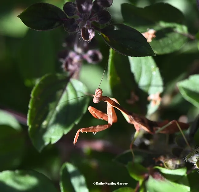Oh, there you are, praying mantis! Enjoying a little sunshine, hmm? This one is a male subadult male Stagmomantis limbata, as identified by mantis expert Lohit Garikipati, a UC Davis alumnus now studying for his master's degree at Towson (Maryland) University. (Photo by Kathy Keatley Garvey)