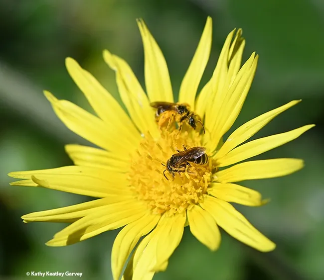 Native bees foraging on capeweed. (Photo by Kathy Keatley Garvey)
