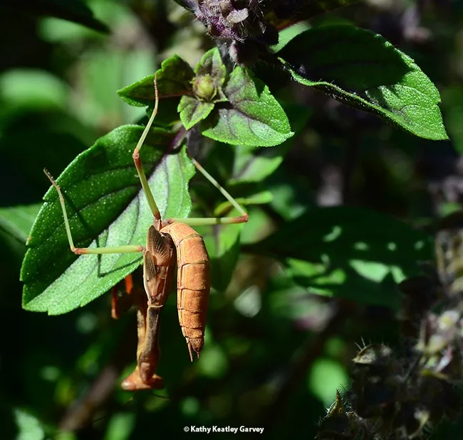 Green legs of this male praying mantis, Stagmomantis limbata, are camouflaged in this patch of African blue basil. (Photo by Kathy Keatley Garvey)
