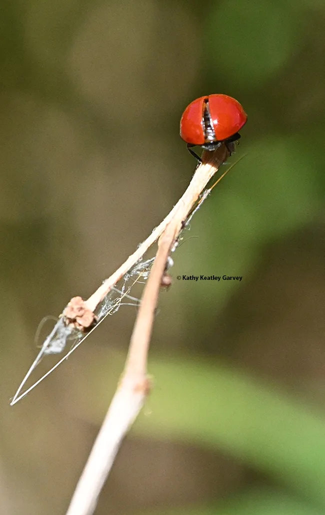 A lady beetle prepares for take-off in a Vacaville pollinator garden. (Photo by Kathy Keatley Garvey)