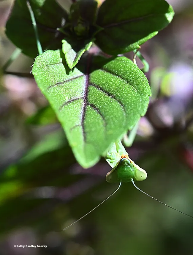 A praying mantis, a Stagmomantis limbata, hides beneath an African blue basil leaf in a Vacaville pollinator garden. (Photo by Kathy Keatley Garvey)