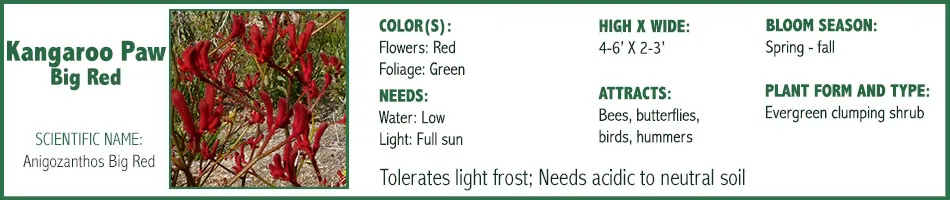 Kangaroo Paw Big Red