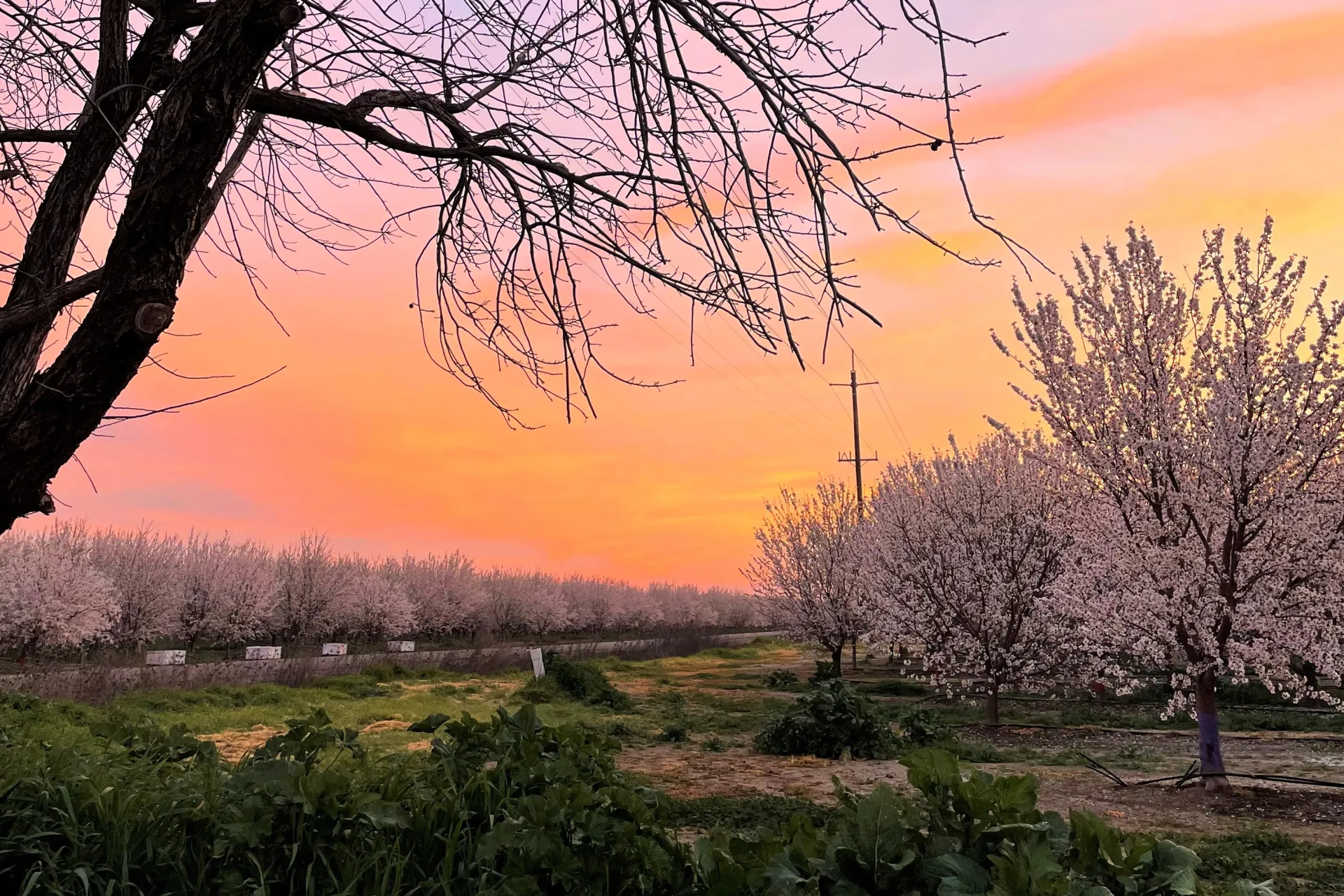 Almond Blossom Sunrise by Mike Hsu