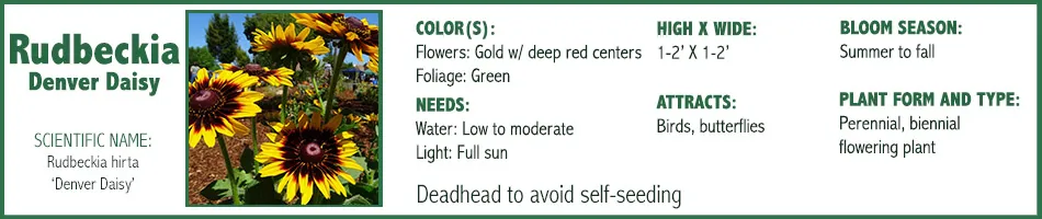 Rudbeckia Daisy