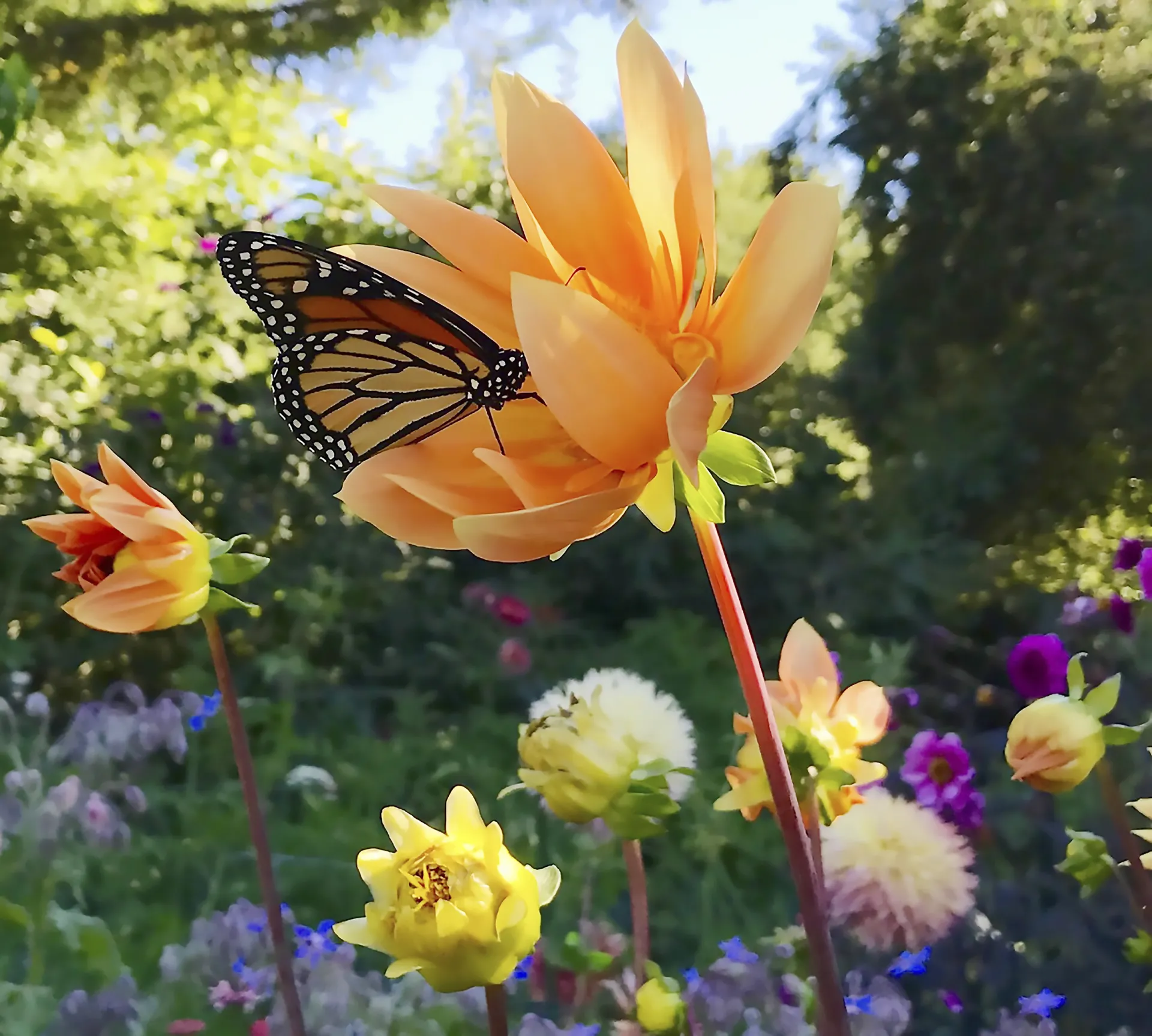 Photo of a monarch butterfly resting on an orange flower
