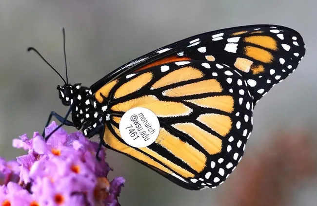 A WSU-tagged monarch. (Photo by WSU entomologist David James)