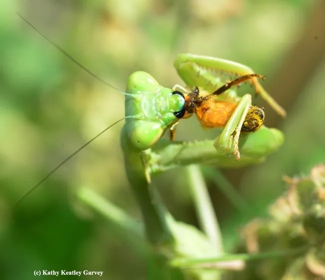 Foraging can be dangerous. Here a praying mantis has just nabbed a worker bee. (Photo by Kathy Keatley Garvey)