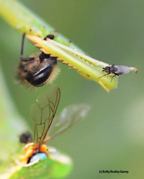 Close-up of a freeloader fly, family Milichiidae, probably genus Desmometopa. (Photo by Kathy Keatley Garvey)