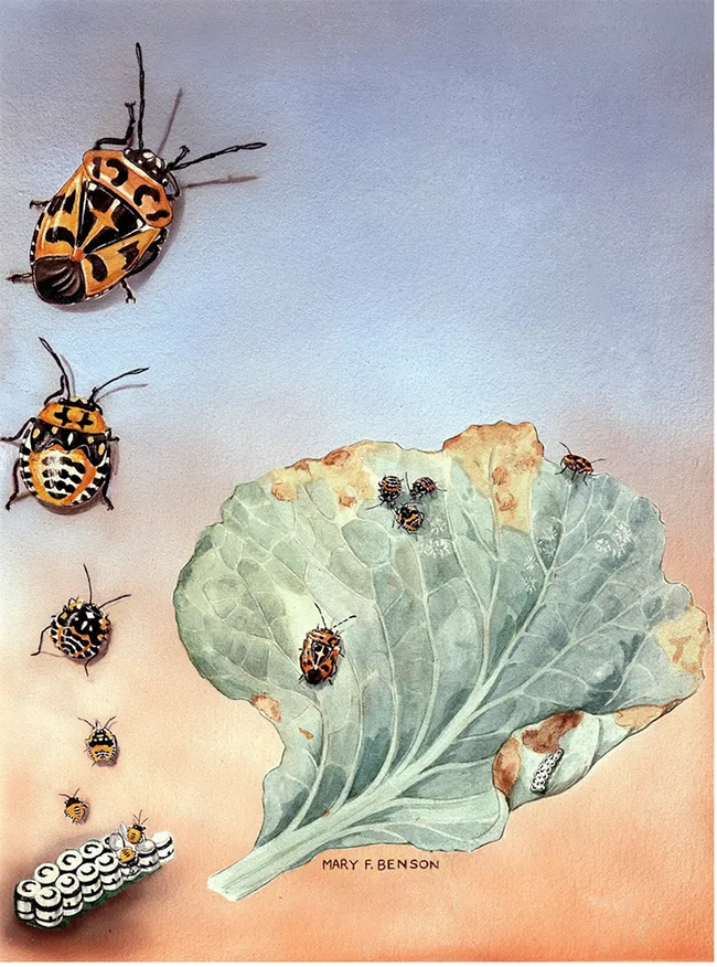 This work, "Harlequin Bug," is by Mary Foley Benson, when she worked as a scientific illustrator for the U.S. Department of Food and Agriculture.
