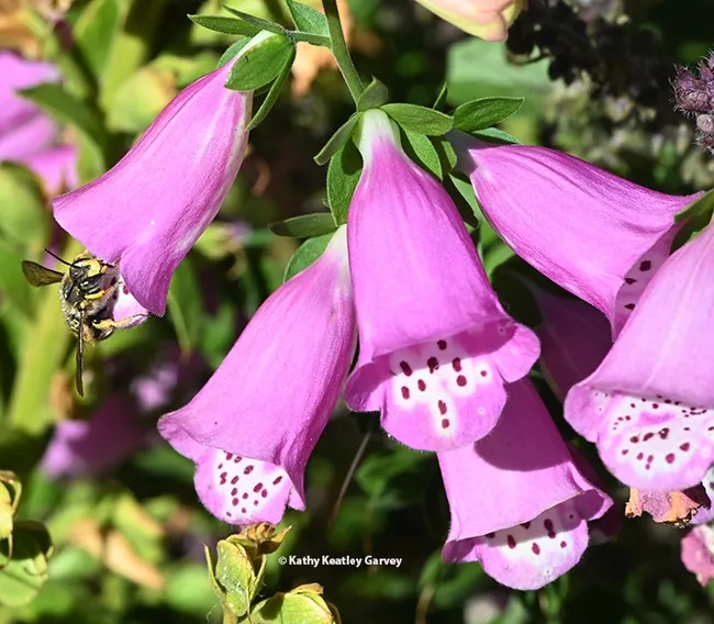 A European wool carder bee foraging in a foxglove blossom. Sometimes they sleep inside. (Photo by Kathy Keatley Garvey)