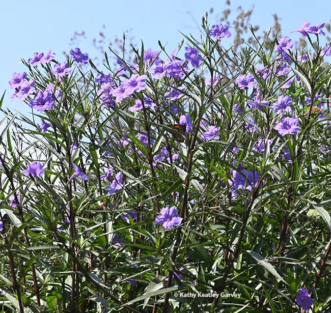 Find the monarch! A monarch stopped to nectar in a Mexican petunia patch Sept. 15 in a Vacaville pollinator garden. (Photo by Kathy Keatley Garvey)