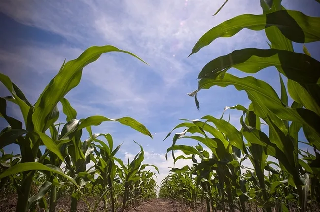 Cornroot worms will be discussed at the UC Davis Department of Entomology and Nematology's first seminar of the fall season. Speaker is assistant professor Nicholas "Nick" Miller of Illinois Institute of Technology, Chicago. (Photo of cornfield courtesy of Wikipedia)