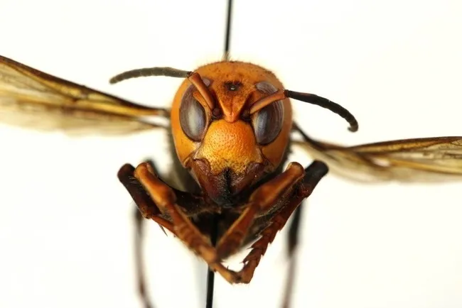 This is the Asian giant hornet, Vespa mandarinia, dubbed by the news media as “the murder hornet." The Entomological Society of America recently established as its official common name, “northern giant hornet.” (Photo courtesy of the Washington State Department of Agriculture)