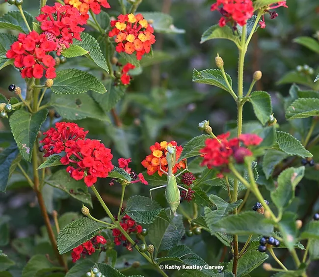 A beautiful gravid praying mantis, Stagmomantis limbata, is right at home in the lantana. (Photo by Kathy Keatley Garvey)