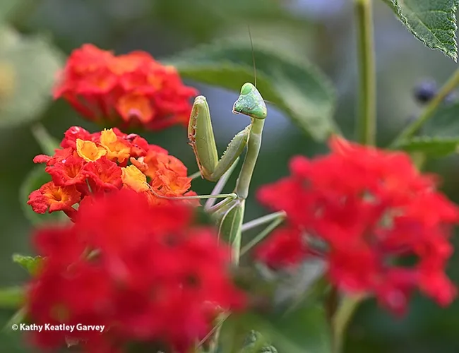 Well, hello there! The praying mantis eyes the photographer. (Photo by Kathy Keatley Garvey)