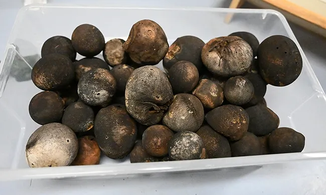 These oak galls became the heads of the gall ghosts. (Photo by Kathy Keatley Garvey)