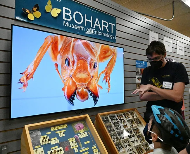Postdoctoral researcher Severyn Korneyev, a Ukrainian entomologist who studies flies, discusses insects with guests. On the screen is a Jerusalem cricket, also known as a potato bug. (Photo by Kathy Keatley Garvey)