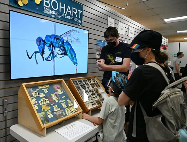 An image of a chrysidid cuckoo wasp, Chrysis lindae, flashes on the screen as postdoctoral researcher Severyn Korneyev talks to visitors at the Bohart Museum open house. (Photo by Kathy Keatley Garvey)