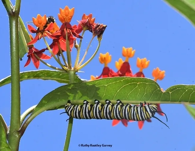 A monarch caterpillar foraging on tropical milkweed, Asclepias curassavica. (Photo by Kathy Keatley Garvey)