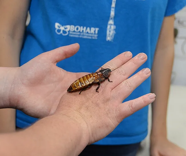 Madagascar hissing cockroaches are a popular attraction at the Bohart Museum's live "petting zoo." Visitors can hold, pet and take images of them. (Photo by Kathy Keatley Garvey)