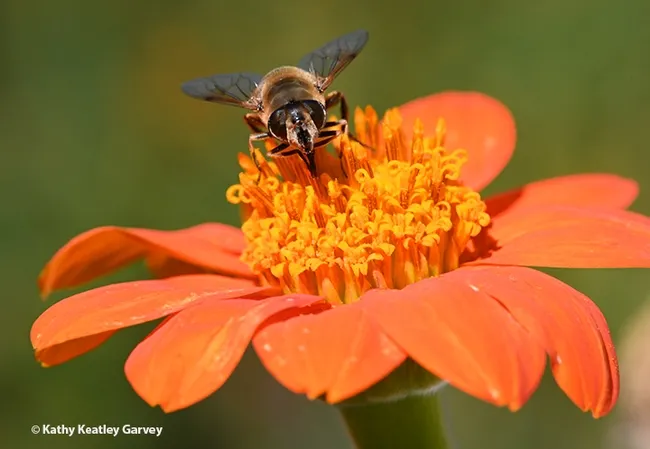 A drone fly, Eristalis tenax, nectaring on a pumpkin-orange Mexican sunflower, Tithonia rotundifola. (Photo by Kathy Keatley Garvey)