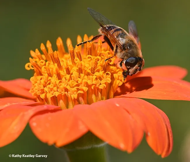 Side view of a drone fly, Eristalis tenax, sipping nectar from a Mexican sunflower, Tithonia rotundifola. (Photo by Kathy Keatley Garvey)