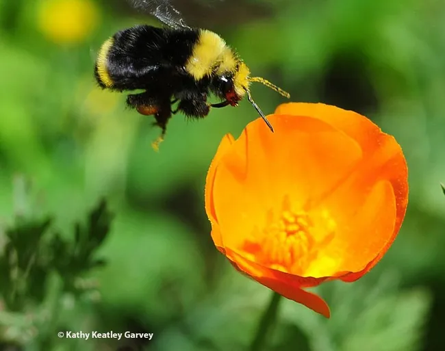 A yellow-faced bumble bee, Bombus vosnesenskii, heads toward a California golden poppy. Both are natives. (Photo by Kathy Keatley Garvey)
