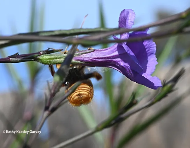 This male Valley carpenter bee, or "the teddy bear bee," wiggles to reach the nectar of a Mexican petunia. (Photo by Kathy Keatley Garvey)