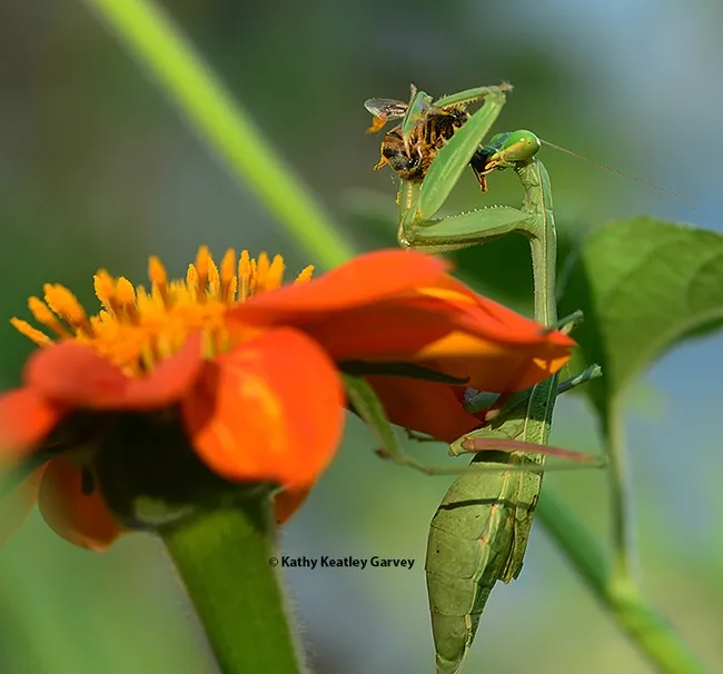 A gravid praying mantis, Stagmomantis limbata, dines on a honey bee in a Vacaville pollinator garden. (Photo by Kathy Keatley Garvey)