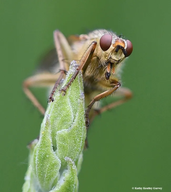 A golden dung fly, Scathophaga stercoraria, perched on a lavender in Vacaville, Calif. (Photo by Kathy Keatley Garvey)