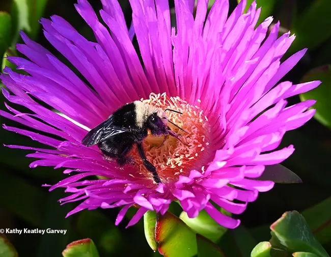 A queen bumble bee, Bombus vosenenskii, sipping nectar from an ice plant at Bodega Bay on Oct. 19, 2022. (Photo by Kathy Keatley Garvey)