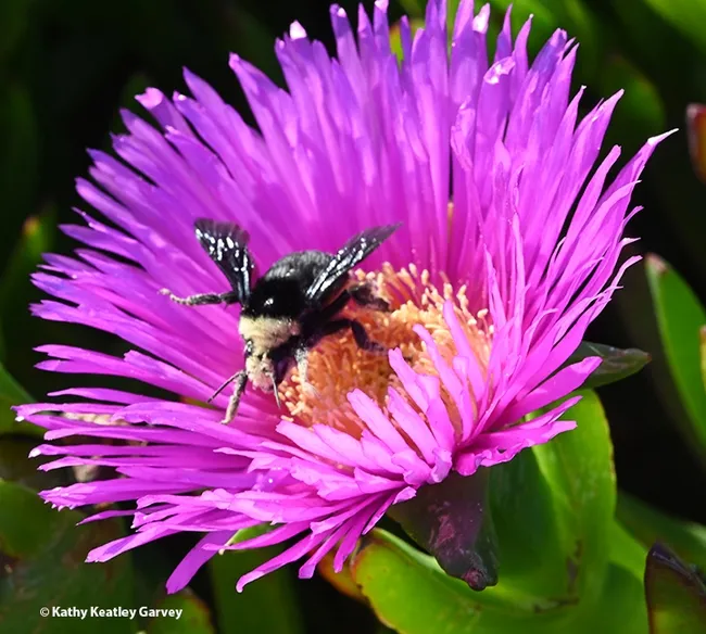 Bombus vosenenskii, a native, departs a non-native, the invasive ice plant, Carpobrotus edulis. (Photo by Kathy Keatley Garvey)