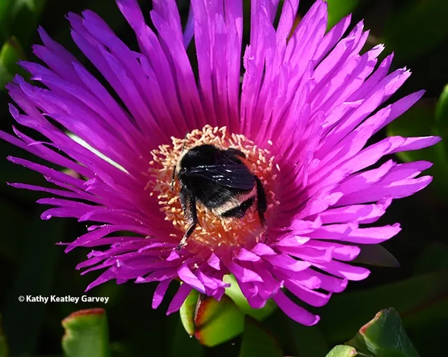 Bombus vosenenskii, with the familiar yellow band on its abdomen. (Photo by Kathy Keatley Garvey)