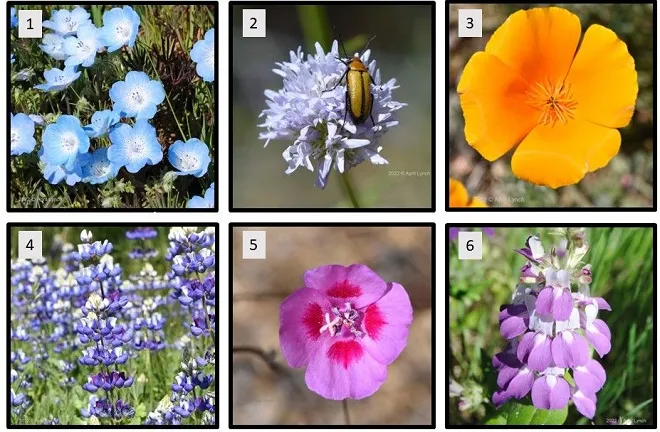 Wildflower Gallery. Photos by April Lynch