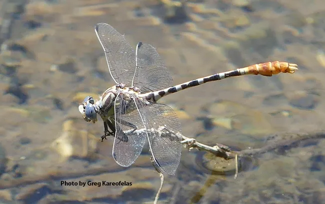 This is a white-belted ringtail, Erpetogomphus compositus, photographed in a small stream in the inner Coast Range. (Photo by Greg Kareofelas)