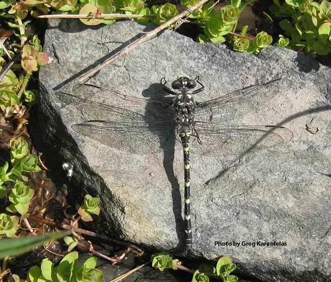 This is the black petaltail, Tanypteryx hageni, an image from the Inner Coast Range. "It's seldom seen and our most primitive dragonfly," said Bohart Museum associate Greg Kareofelas. (Photo by Greg Kareofelas)